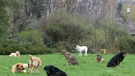 Bărbatul atacat de câini la Timișoara va fi externat, familia vrea să ceară daune de un milion euro