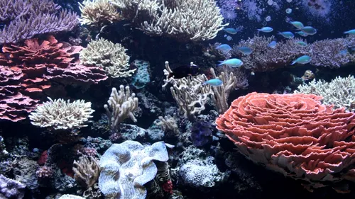 Fenomen îngrijorător în Pacific: ce se întâmplă cu coralii