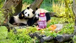 Urșii panda de la Grădina Zoologică din Berlin și-au sărbătorit ziua de naștere cu un tort de gheață uriaș