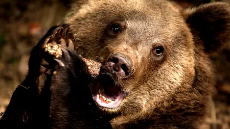 Vânătorii dâmbovițeni au reluat căutarea ursului care a ucis un bărbat de 63 de ani. Prefectul: 