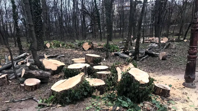 „Măcelul” defrișărilor din Parcul Herăstrău: Ce reacție a avut Garda de Mediu