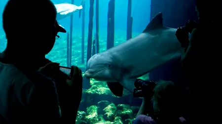 Delfinii sunt atât de inteligenți, încât se strigă pe nume