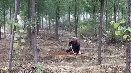 Un bătrân, veteran cu ambele picioare amputate, a plantat SINGUR peste 17.000 de copaci - VIDEO 