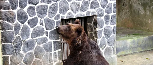 Alertă de urs în Ploieşti! Animalul este căutat cu drona pe străzile din oraș