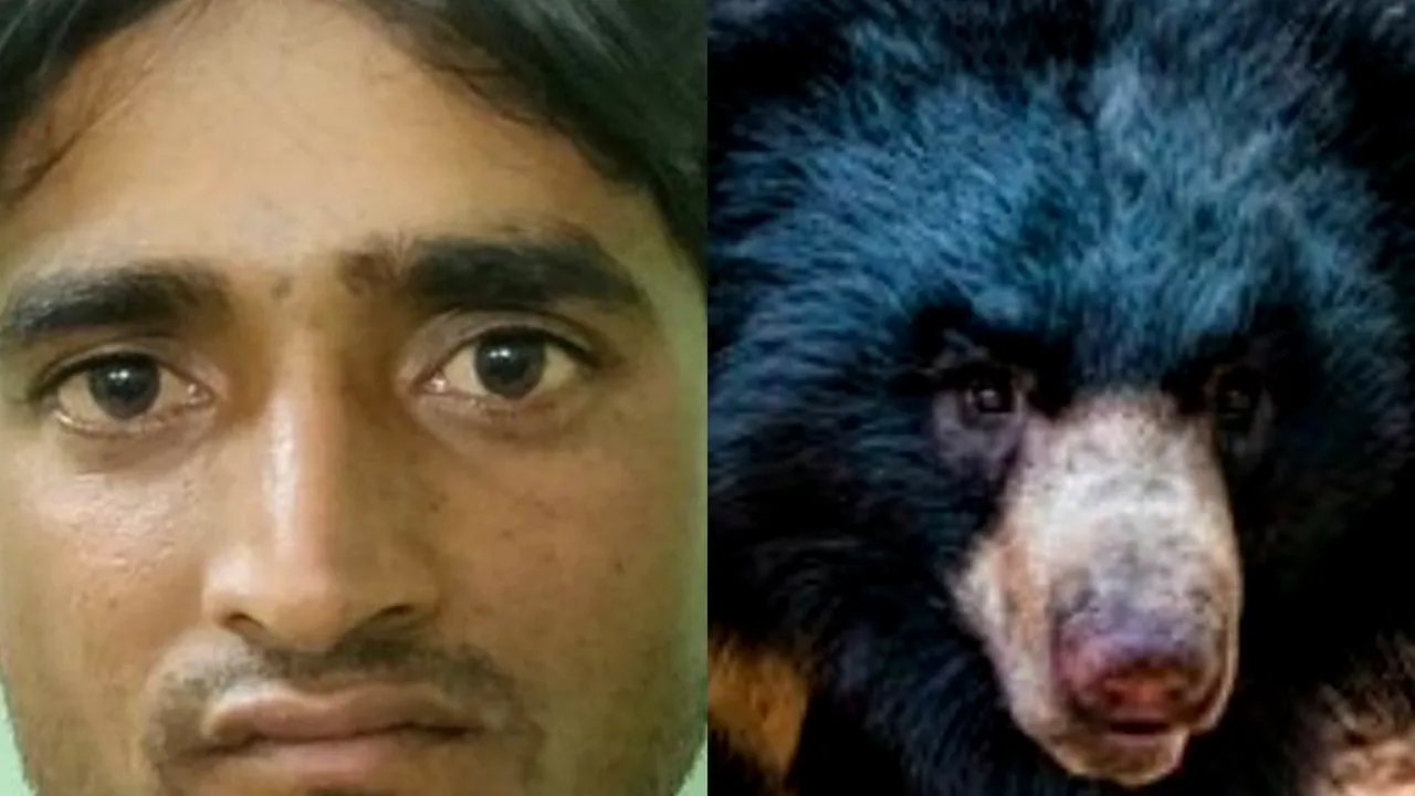 Motivul bizar pentru care un individ a ucis mai mulți urși într-o rezervație. Ajunși la fața locului, polițiștii au rămas oripilați