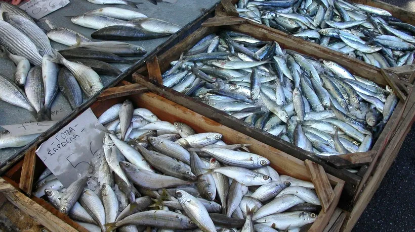 Lista speciilor de pești cu un conținut ridicat de MERCUR. Este un pericol uriaș pentru sănătate