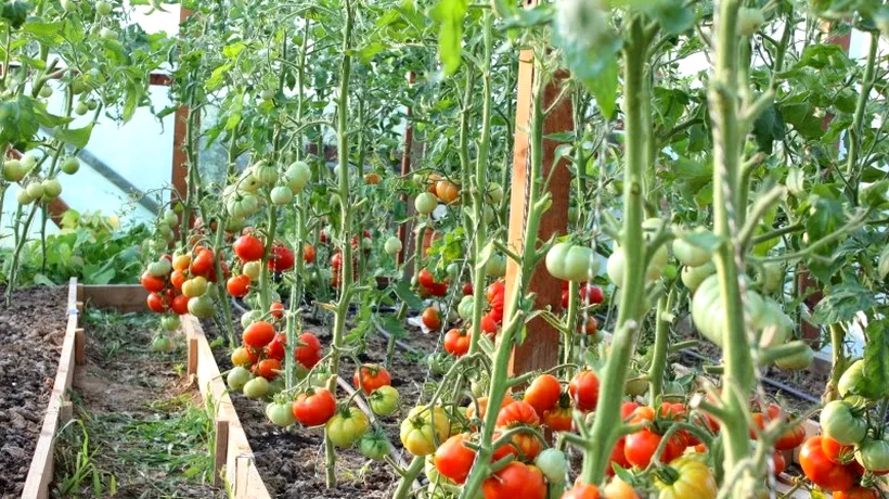 A fost aprobat programul de susținere a producției de tomate în spații protejate pentru 2023