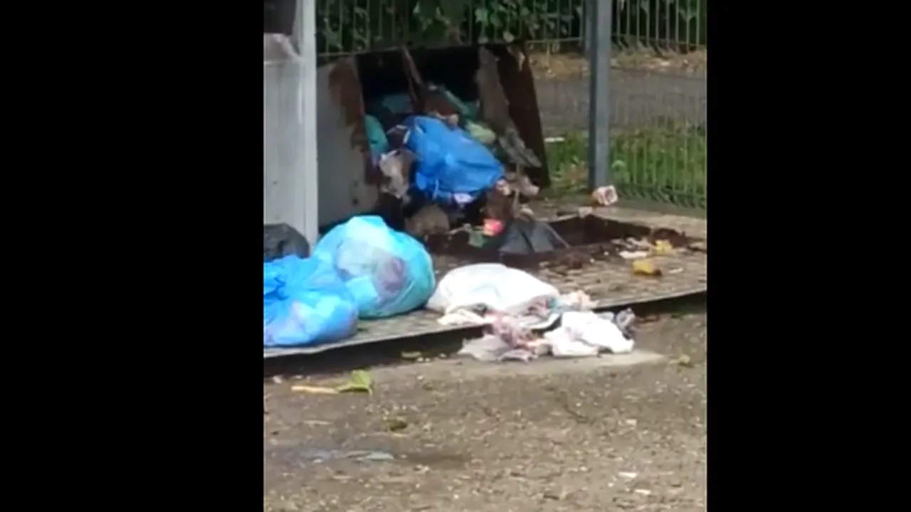 Locuitorii unui cartier din Ploiești, terorizați de șobolanii care au invadat tomberoanele de gunoi neridicate. Medicii avertizează asupra  pericolului îmbolnăvirii oamenilor