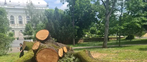 FOTO | Cel mai bătrân stejar din Arad A FOST TĂIAT! De ce au recurs autoritățile locale la acest gest