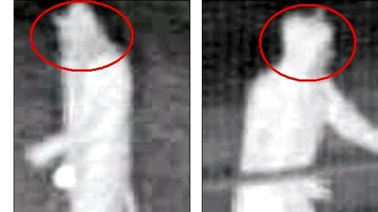 ULTIMA MODĂ printre tâlhari: să se costumeze în pisică