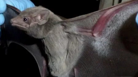 Doi turiști s-au trezit cu SUTE de lilieci în camera de hotel