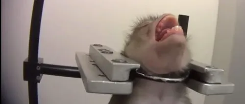 Scene greu de privit. Maimuțe filmate țipând de durere într-un laborator din Germania | VIDEO