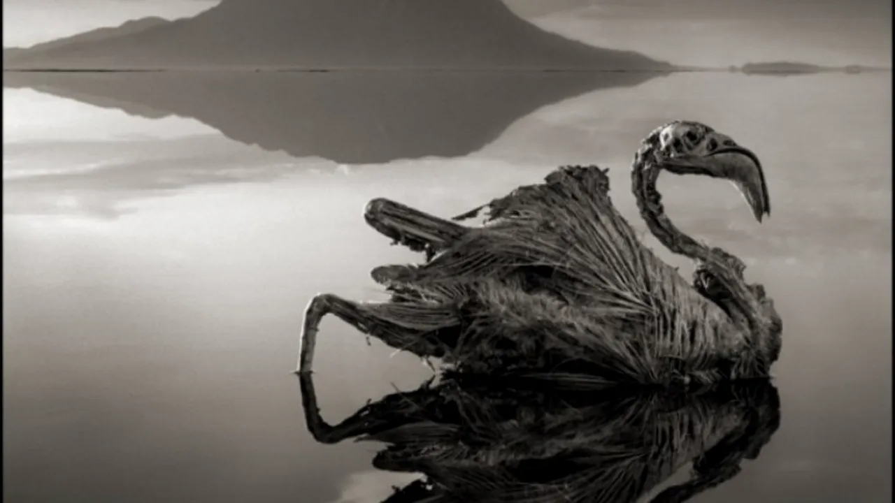 GALERIE FOTO. Povestea din spatele acestei imagini