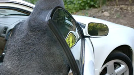 Cele mai ciudate reguli de circulație din lume. În Minnesota, e legal să transporți gorile, dar numai pe scaunul din dreapta, nu pe banchetă