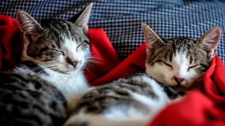 Câte ore pe zi doarme o pisică, de fapt. Ce se întâmplă cu ele, în timpul somnului