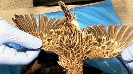 Sute de păsări din specii protejate vânate în România, confiscate pe aeroportul din Munchen 