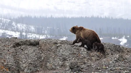 Ministrul Mediului vrea să numere urșii din România. 