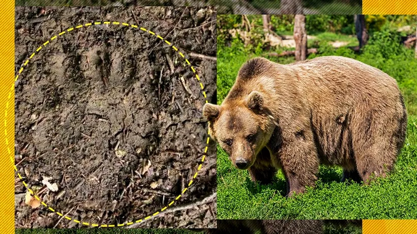 După sute de ani, au fost descoperite urme de urs în pădurile de lângă Iași. Oamenii de știință sunt surprinși, fiind vorba de o zonă de câmpie