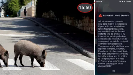 Un porc mistreț a fost văzut în Pipera. Autoritățile au emis RO-ALERT