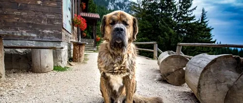 VIDEO | A murit Muky, cel mai iubit câine din munții României. Era vedeta de la Cabana Curmătura din Parcul Național Piatra Craiului