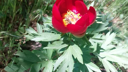 Imagini spectaculoase din pădurea de bujori de la Plenița, Dolj. Amenda pentru cei care rup florile ajunge și la 20.000 de lei (GALERIE FOTO)