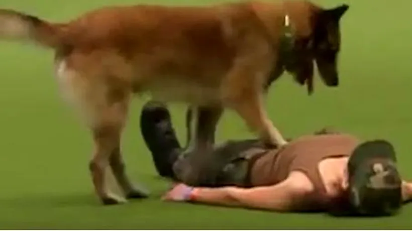 Spectacolul oferit de un câine la un show canin. Cum își resuscitează stăpânul. VIDEO 