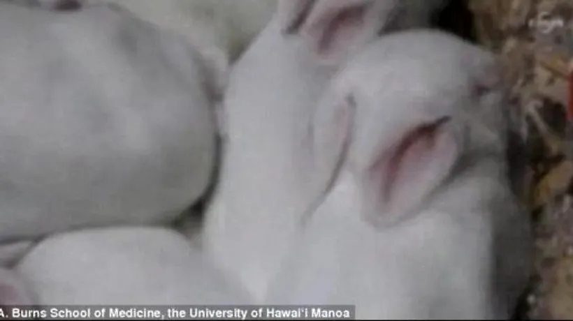 Ce se întâmplă cu opt iepuri clonați atunci când stau pe întuneric