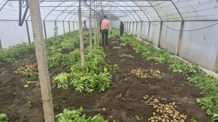 Primii cartofi noi au plecat din sudul Olteniei către piețele din Capitală. Cât costă un kilogram