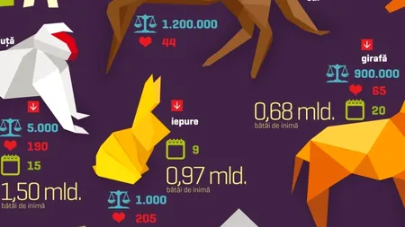 INFOGRAFICUL SĂPTĂMÂNII: Contabilitatea bătăilor inimii