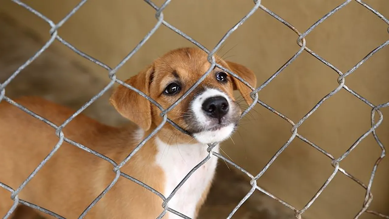 Primul TÂRG DE ADOPȚII de căței din 2023 al ASPA are loc sâmbătă, în Parcul Circului