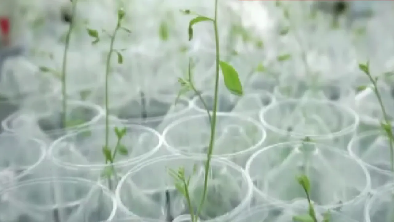 Planta minune obținută de cercetătorii de la Fundulea. S-a obținut o producție de două ori mai mare