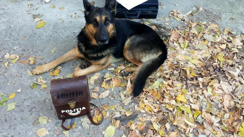 Un câine polițist din Brăila a ajuns vedetă după ce a prins autorii a două crime