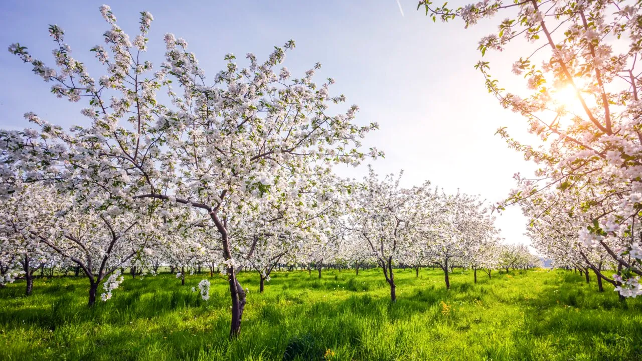Când trebuie să văruiești pomii. Procedura tradițională pe care să o urmezi pentru a-ți proteja livada