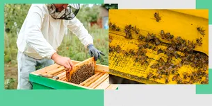 <span style='background-color: #2c4082; color: #fff; ' class='highlight text-uppercase'>VIDEO</span> Seceta trimite apicultorii locali în faliment. Mierea românească MADE in UCRAINA face legea pe piață