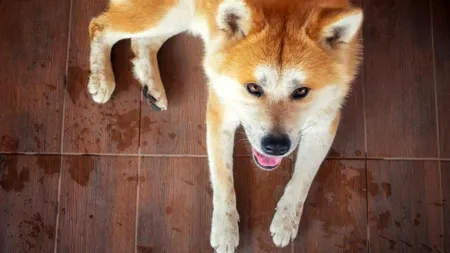 Fetița unei judecătoare, ATACATĂ de câinele unui jurnalist pe o stradă din sectorul 4. Copilul era cu mama sa, iar animalul a ieșit dintr-o curte