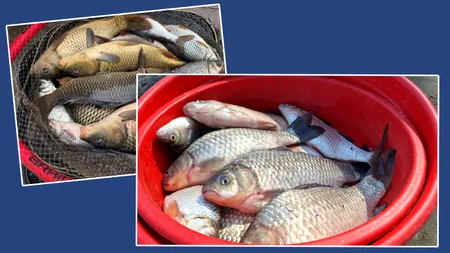 Alertă alimentară la Chișinău. Autoritățile avertizează moldovenii să nu consume pește din Nistru. Care este motivul