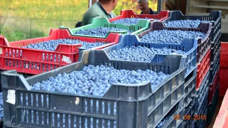 CULTURA DE AFIN, cea mai bună plantație de la munte. La cât se ridică INVESTIȚIA și care este CÂȘTIGUL ANUAL