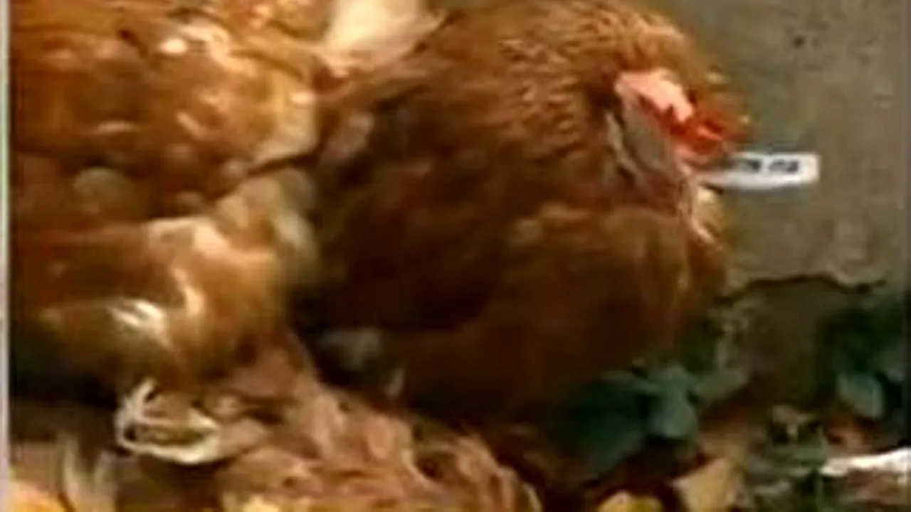 5 alimente pe care să nu le dai NICIODATĂ la găini. Sunt extrem de toxice