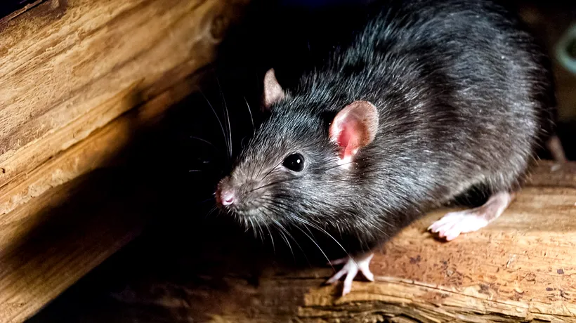 SUA. După coronavirus, orașul New York se confruntă cu o nouă problemă: o invazie de șobolani flămânzi