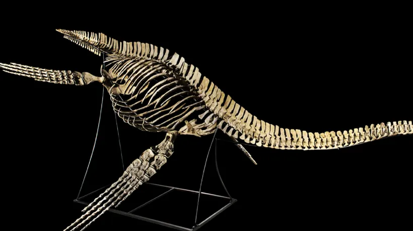 Scheletul unui dinozaur cu o vechime de 66 milioane de ani a provocat un mare scandal franco-marocan 