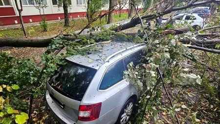 Cum poți solicita DESPĂGUBIRI dacă un pom cade peste mașina ta? Ce trebuie să rețină șoferii