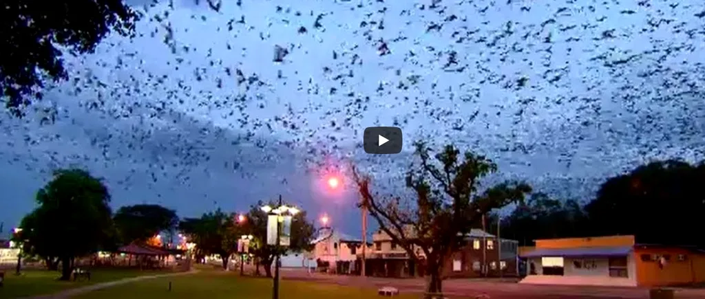 Imagini de coșmar. O tornadă de lilieci i-a pus pe fugă pe locuitorii unui mic orășel VIDEO