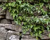 Cum să îndepărtezi iedera din curte. Secretul dezvăluit de o expertă în grădinărit