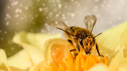 Un bărbat din Iași a murit după ce a fost înțepat de o albină