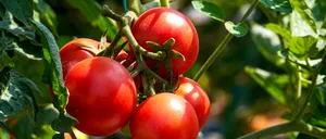 GHID PENTRU FERMIERI: Sfaturi pentru cultivarea roșiilor de calitate