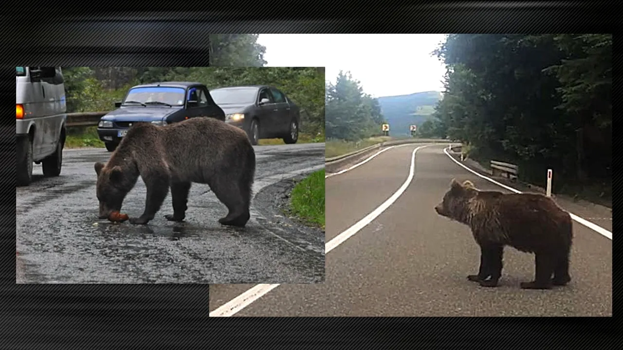 Ce îi așteaptă pe turiștii care vor opri pe Transfăgărășan pentru a hrăni urșii: 