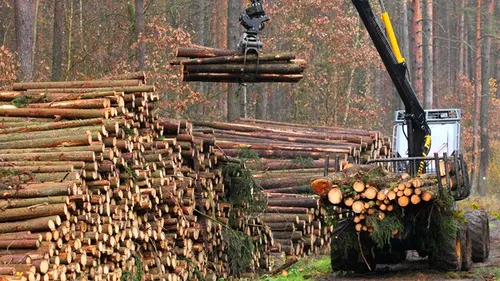 ANUNȚ. Cel puțin 1.200 de camioane vor transporta lemn din Pădurea de la Cheia, spune ministrul Mediului