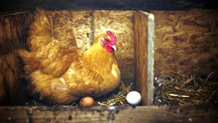 Maramureș: Mii de păsări din ferma în care a fost diagnosticată gripa aviară vor fi omorâte