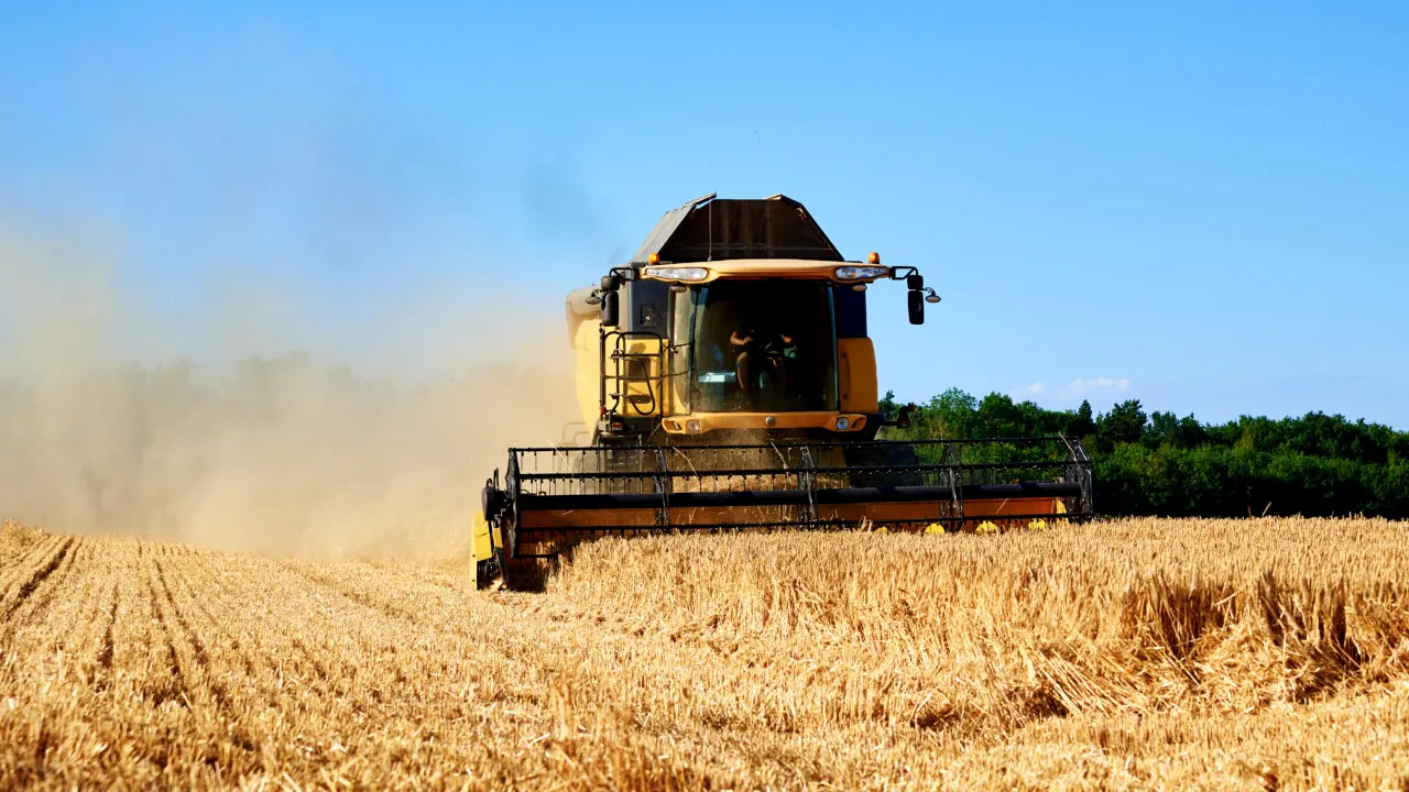 Producţii record de grâu şi rapiţă, în 2025, în România. Producţia totală de cereale şi oleaginoase ar putea să atingă 28 de milioane de tone