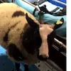 Român ARESTAT în Olanda după ce a furat o oaie de la o grădină zoologică. E suspectat de autorități că voia s-o sacrifice
